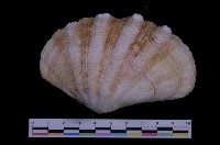 藏品(長硨磲蛤)的圖片